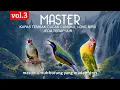 Download Lagu Master Vol3 Kapas Tembak, Cucak Cungko, Love Bird - Terapi Air. agar burung tidak stres.
