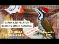Download Lagu The sound of the bird chirping onion woodpecker gacor super shot // MASTERAN ONION TROOKER