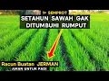 cukup 1x semprot RUMPUT TAK TUMBUH SETAHUN, TERBUKTI \u0026 TERUJI AMPUH. mau...?