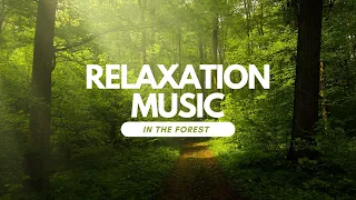 Download Forest Ambience: Peaceful Music for Relaxing in Nature (Suasana Hutan: Musik Damai di Alam) MP3