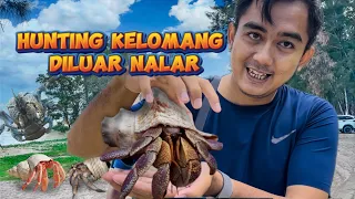 Sarang Kelomang Diluar Nalar #wildanimalexperiment