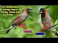 Download Lagu Perbedaan Betina dan Jantan Emprit Peking