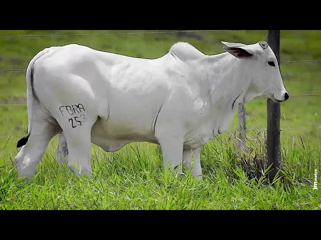 Novilha Nelore FBRA - 253