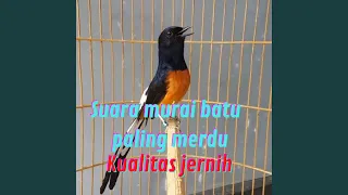 suara murai batu paling merdu kualitas jernih live 
