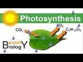 Photosynthesis in detail