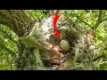 Download Lagu Satu telur burung Shrike Ekor Panjang tidak menetas 