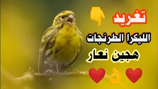 صوت طائر الليكرا الطرنجان شريط لغة صوت طائر النعار صوت الصيد طزليك 