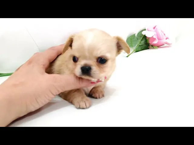 動画