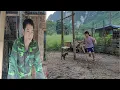 Download Lagu When her uncle was busy, little Thu took care of the piglets and trained her little dog herself.
