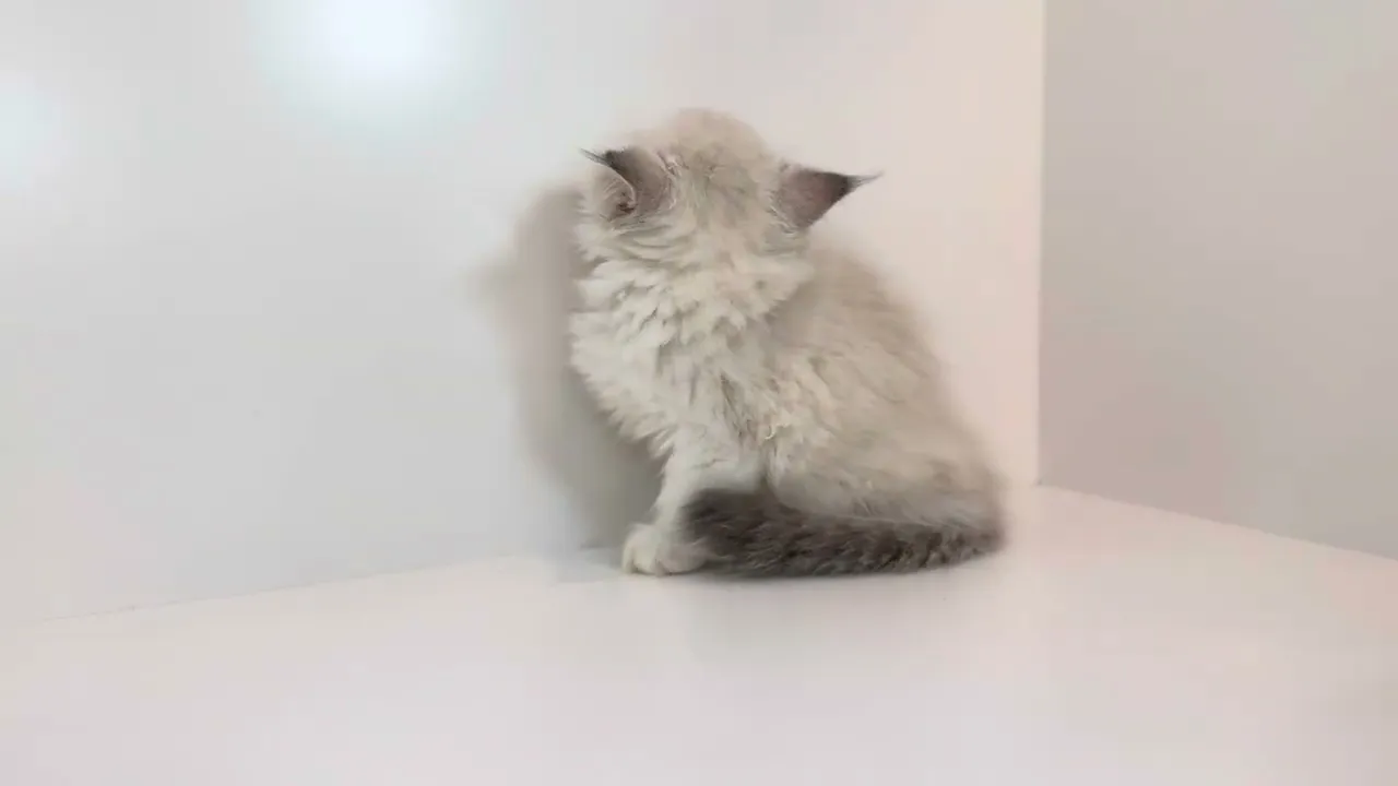 動画