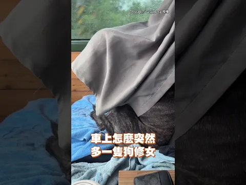 【這位乘客造型很特別】狗狗坐車頭披窗簾 瞬間化身狗修女XD #Shorts