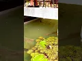Download Lagu Super Red Arowana and Golden Arowana in pond :) #aquariumhobby #arowana #arowanalovers #supered