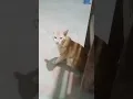 suara kucing pengusir tikus