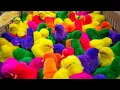 Download Lagu Tangkap Ayam Lucu, Ayam Warna Warni, Ayam Rainbow Gokil, Kelinci, Kucing Lucu, Bebek, Hewan Lucu