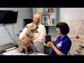 Meet the Vets at Murray Hill Pet Hospital