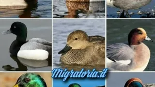واحلى مجموعة اصوات الطيور الحرة    دندنها