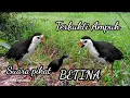 Download Lagu SUARA PIKAT BURUNG RUAK RUAK | BETINA AMPUH ✓100% PASTI DATANG ✓