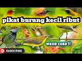 Download Lagu pikat burung kecil ribut || suara burung campuran di jamin lengket 💯%