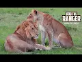 Download Lagu Lions Of The Maasai Mara | Enkoyonai Pride Oldest Sub-Adults | Zebra Plains