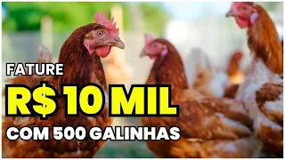 Como LUCRAR R$ 10.000 por mês com 500 Galinhas: Segredos revelados