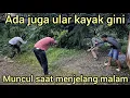 Download Lagu PENANGKAP4N SAAT MENJELANG MALAM HARI TERNYATA INI DIA WUJUD ASLI YANG PALING BESAR DI SOLOK SELATAN