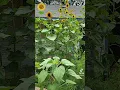 Lagu Sunflower patch! #sunflower #garden #plants #flowers #nature #birds