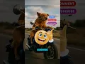 He rides??? 😱 #snowdog#animaldoingthings#cutedog#motorcycledog#dogsridingthings#shorts#fyp