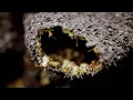 Underground Termite Nests Are No Problem for Sloth Bears