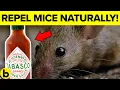 Lagu 7 Ways To Get Rid Of Mice Permanently And Naturally