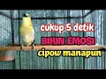 Download Lagu sirpu/cipoh manapun pasti akan langsung ngamuk, narung \u0026 emosi seketika mendengarkan sirtu gacor ini