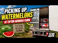 Picking Up Watermelon At Tifton Georgia Farm