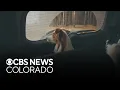 New app notification reminds Colorado drivers to never leave pets children in car