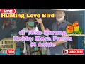 Hunting Lovebird Di Toko Burung Hobby Mora Pematang Siantar