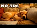 Download Lagu 감정을 안정시키는 12시간 동안의 반려견 멜로디 🎵 이완과 집중 회복 🐶 광고 없음