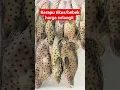 KERAPU TIKUS ❗ HARGA SELANGIT #shorts #viral