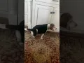 Beagle dance gif