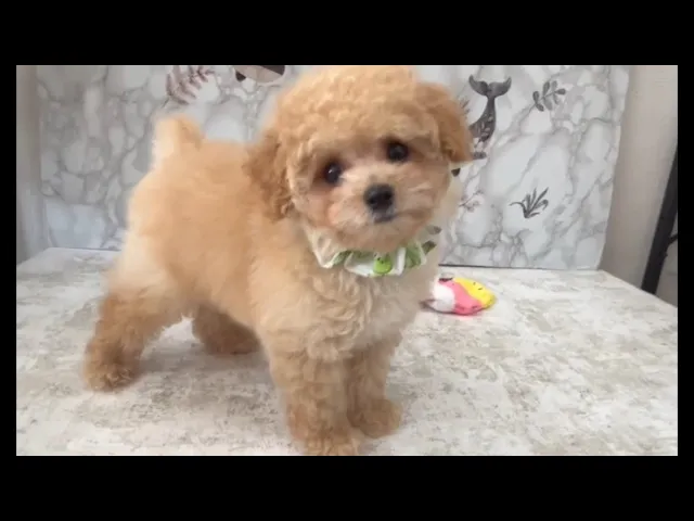 動画
