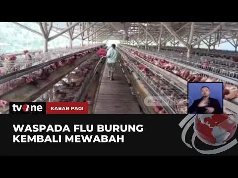 Waspada Wabah Flu Burung, Kemenkes & Kementan Ambil Tindakan