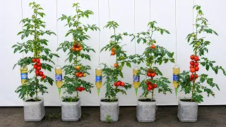 If only I had known sooner — Tomatoes bearing an astonishing amount of fruit