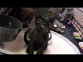 New Kittens