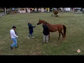 Download Lagu Ströhen 2025 Ismer Stud Horse Presentation   Class 2