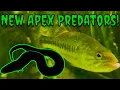 Download Lagu Adding Razor-Toothed Predators to the Pool Pond! (S2E3)