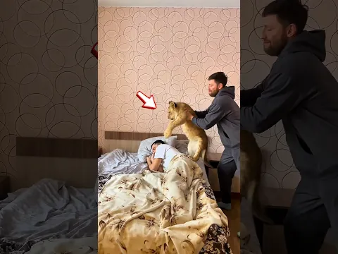 His Friend Almost Became Lion Food! 😱 #shorts