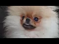 Pomeranian Residence Trailer 3 Elite Teacup Pomeranian