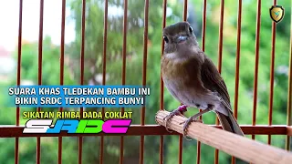 Download SUARA KHAS TLEDEKAN BAMBU INI BIKIN SRDC NGERIWIK TERPANCING BUNYI MP3