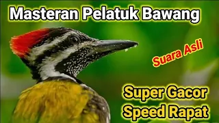 Download Suara Burung Pelatuk Bawang/Pelatuk Jambul Merah Super Gacor, speed Rapat ‼️ MP3