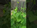 HOW I SAVED MY VEGETABLE GARDEN FROM HOUSTON TEXAS SPRING SUMMER 2022 100 DEGREE HEAT WAVE PART 6