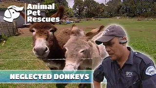 SPCA Helps Neglected Donkeys with Severely Overgrown Hooves Full Episode Animal Pet Rescues