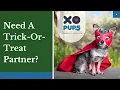 Looking For A Trick-Or-Treat Partner