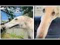 Borzoi Dog Meme Compilation Let Me do it for you